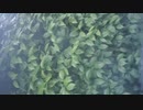 rain stops,good-bye【コロモフ】
