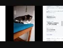 【歌ってみた】歌の練習に付き合ってくれるぬこ