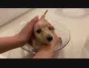 レオン君　初めてのお風呂