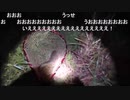 05.23 【魚釣り】カエルの大合唱　