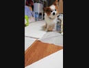リビングをよちよち歩くワンコ（パピヨン）2