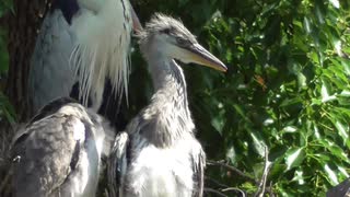 野鳥を撮影してみた【やどけん！】