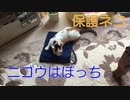 にごうはぼっち