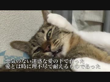 心優しい次男坊猫、猫なのにめっちゃ気を遣う