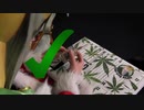 GROW AUTO-FLOWERING MARIJUANA SEEDS WHILE ON QUARANTINE - CROP KING SEEDS