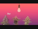 FLOWERING MARIJUANA WHEN TO FLOWER YOUR WEED GROWING BUDS - CROP KING SEEDS