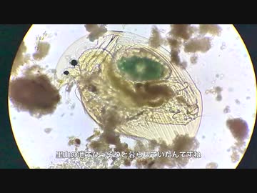 里山の池の生物観察