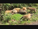 ３匹の子ぎつね②