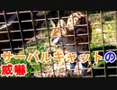 【カワイイ威嚇】サーバルキャットの威嚇する姿がこれまたカワイイ[愛媛県立とべ動物園]（俺の動物観察）[俺のシリーズ]