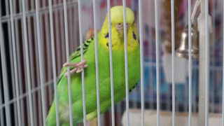 へばりつきインコ