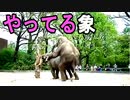 【S〇Xしてる象】オス象が自分のアレをメス象に入れて気持ちよさそうにしている、こんなん初めて見たわ（俺の動物観察）[俺のシリーズ]