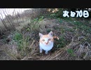 いじめっ子、天敵現る ３【野良猫の保護まであと70日】