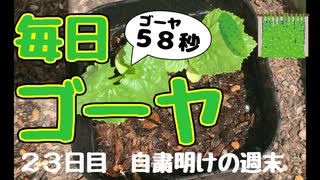 【毎日ゴーヤ】毎日５８秒でゴーヤの成長をみる動画（２３日目）