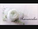 【楽曲】Ranunculus -ラナンキュラス-