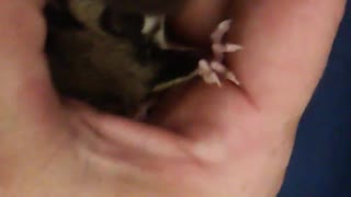 フクロウモモンガ