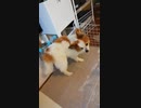 台所に行きたいが柵に阻まれるワンコ（パピヨン）