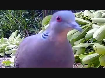 ハトがカメラに激突！