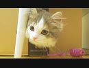 段ボールとネズミと子猫。