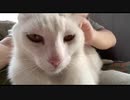 鎮座する毛むくじゃら君主