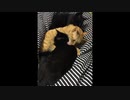 兄妹がひたすらペロペロするだけの動画