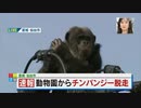 ニコ生から脱走した偽チンパンジーを本物で吹替