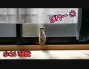 【癒し】小さい怪獣が立っているだけの動画