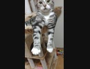 空中フミフミする猫