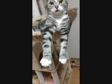 空中フミフミする猫