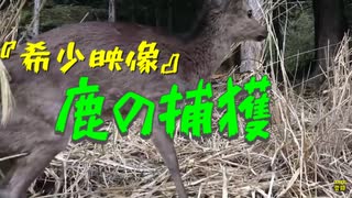 狩猟動画！鹿の捕獲＆止め刺しです『稀少映像』アナグマ君も登場