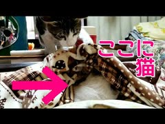 季節外れのこたつでじゃれあうかわいいねこ達