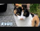 羊のように鳴く三毛猫に草飾り【野良猫の保護まであと60日】