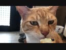 彼の耳は高感度アンテナ