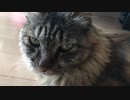 みーさんが見つめるだけ
