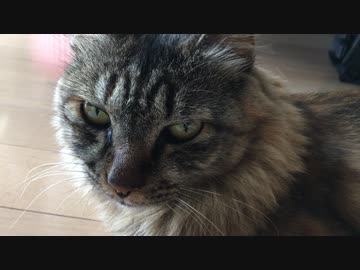 みーさんが見つめるだけ