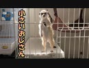 【おうち時間】おじさんみたいな立ち方やめて