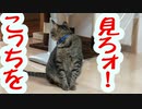 【ツン猫】こっちを向いてよ【字幕なし】