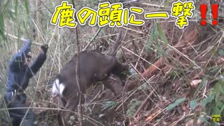 オス鹿の突進！！頭に一撃くらわします＆止め刺し