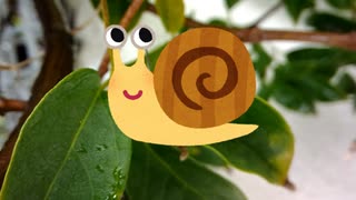 かたつむり　若干迷いつつ葉から葉へ移動する【ツノがかわいい】