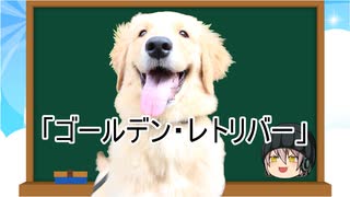 【ゆっくり解説】犬種１３：ゴールデン・レトリバー