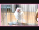 【白文鳥】水浴びしにきたおもち