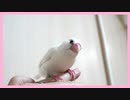 【白文鳥】あそぼー‼︎