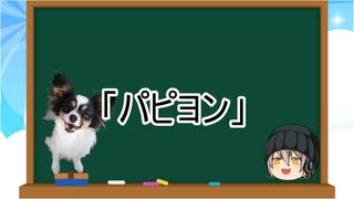 【ゆっくり解説】犬種１4：パピヨン