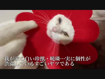 オッドアイの無駄づかい