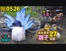 5月26日今日撮り野鳥動画まとめ　ムクドリ子育て、オナガ水浴び、カルガモ親子27日目、クモ脱皮など
