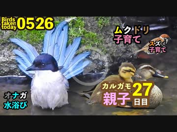 ムクドリ子育て オナガ水浴び カルガモ親子27日目 クモ脱皮など 5月26日今日撮り野鳥動画まとめ 身近な生き物語 いきものがたり ブロマガ