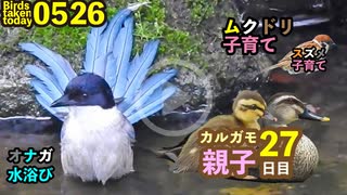 5月26日今日撮り野鳥動画まとめ　ムクドリ子育て、オナガ水浴び、カルガモ親子27日目、クモ脱皮など