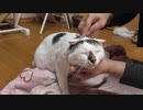猫の毛がボサボサだったので整えていたらいつのまにかツボマッサージになってしまったｗ