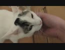 もふられ大会におなじみの猫が二匹参加してきました