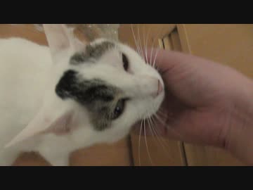 もふられ大会におなじみの猫が二匹参加してきました