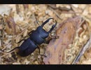 春の昆虫　クワガタ編